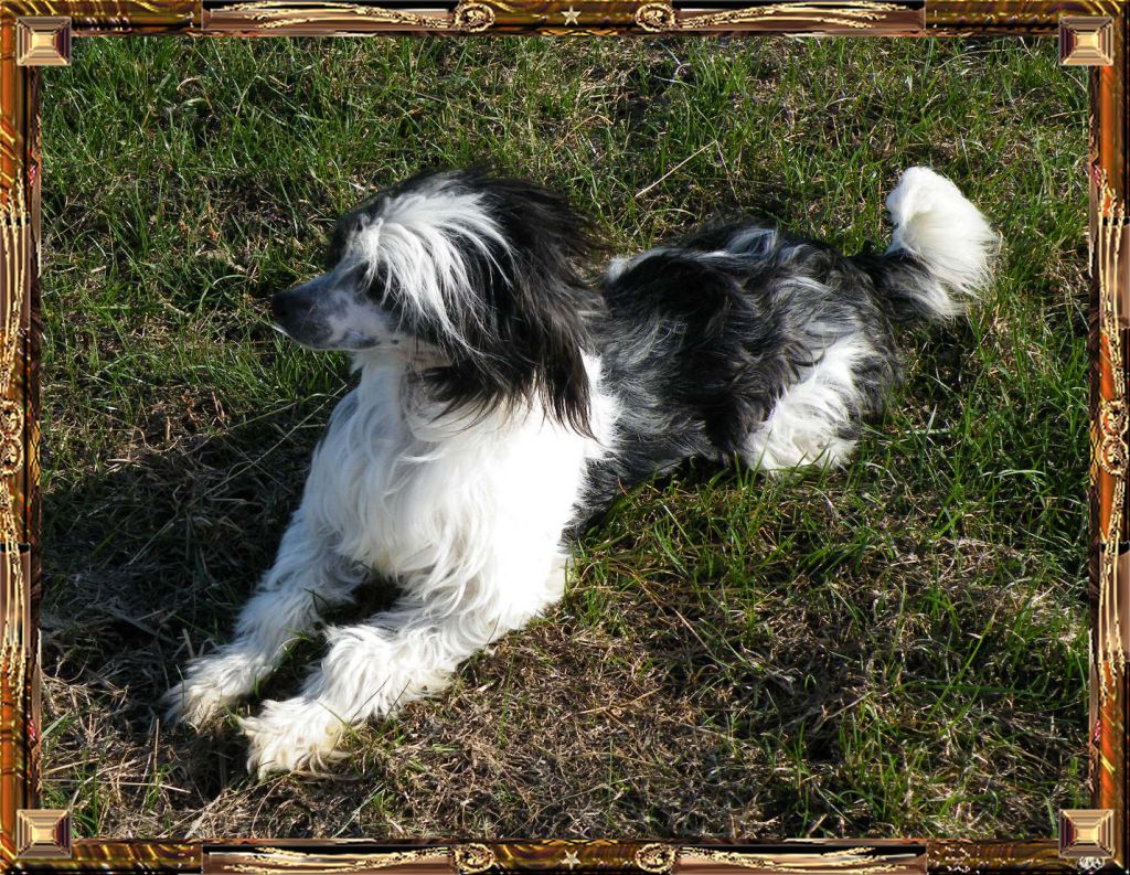 Rosalynnda Panda Print PP