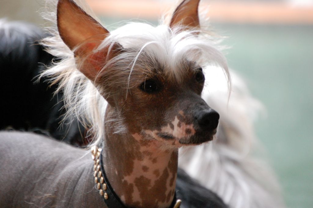 Fair of Face from Cresanchi 