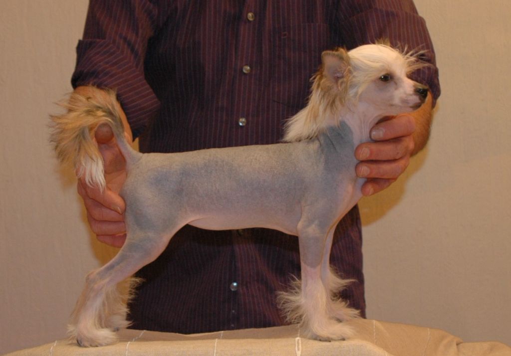 Imprévue Little Champs