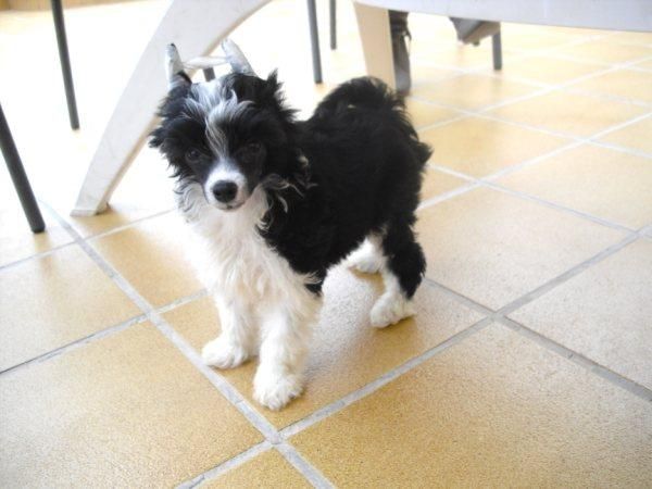 Jean Clode de le Chien Bourjois