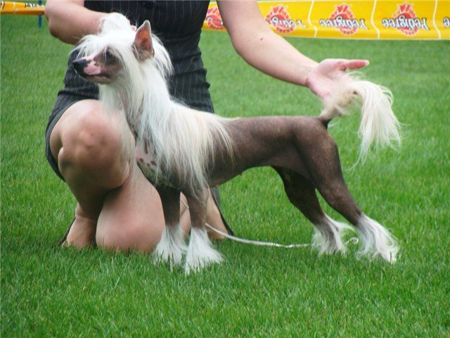 Olegro Katrin Evangelista English Queen