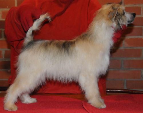 Sasquehanna (fci) Albus