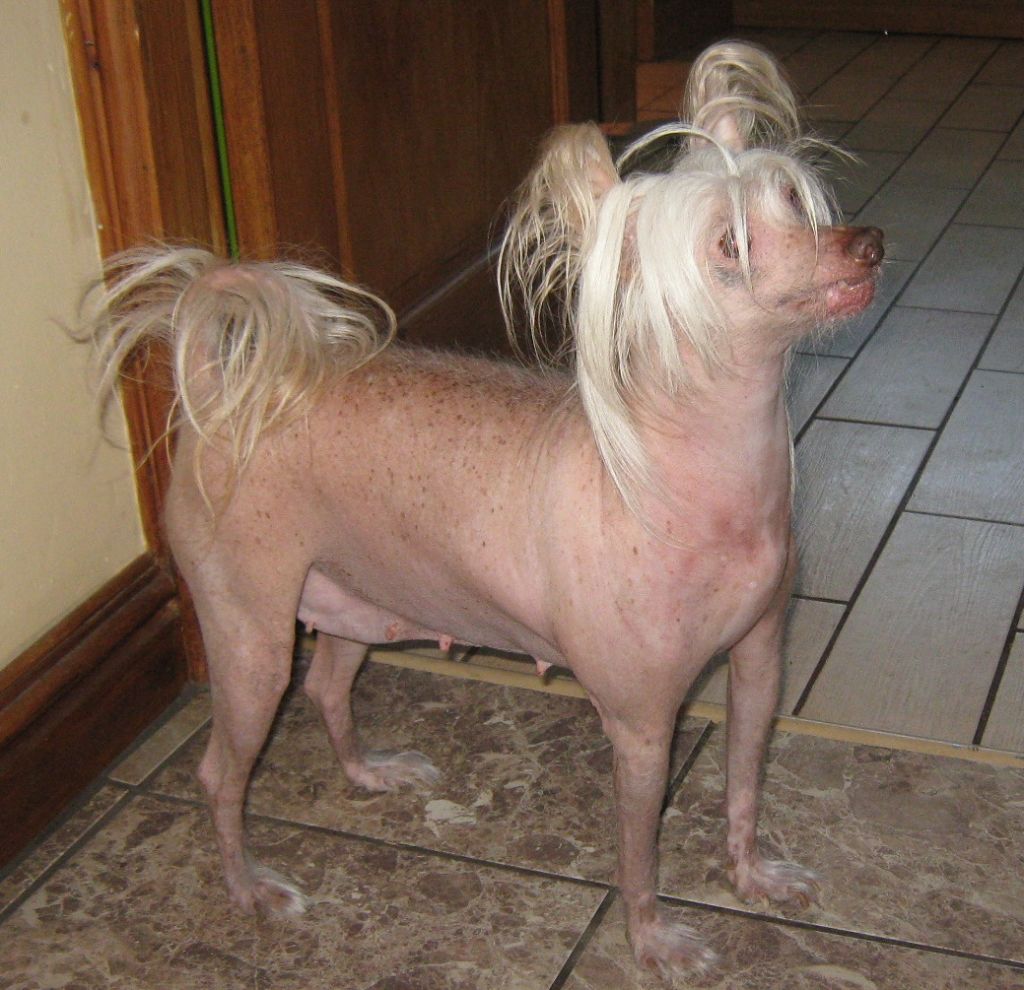 Daisy In The Flower Patch