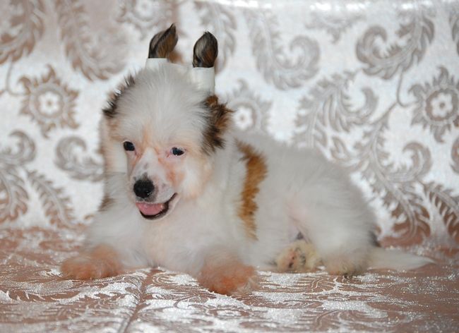 Karnelius Orlando Blum