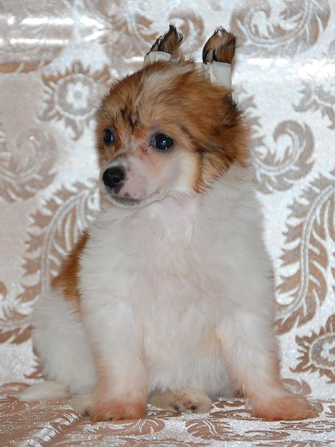 Karnelius Okrylennaia Fortunoi