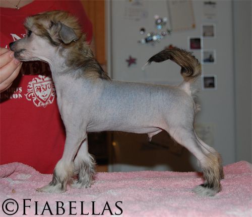 Fiabella's Chuck Bass