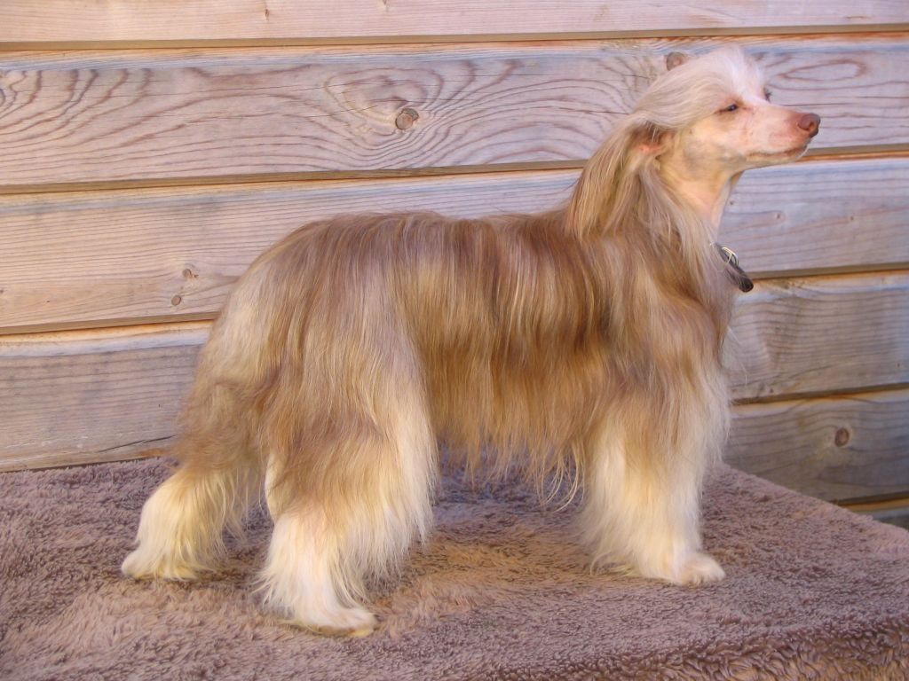 Strong Style Suzanna Fler De Fler