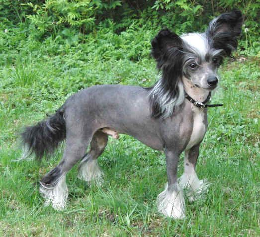 Princess Leia's It's My Life