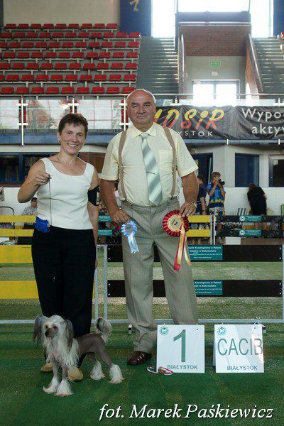 Golden Diamond Cresteds Howdygirl