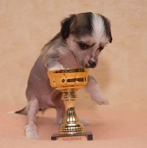 True Magnifisen Imperator Illuzii