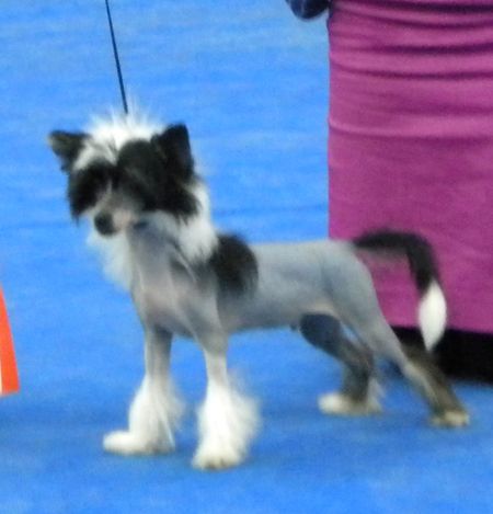 Angel O' Check Million Alych Roys.