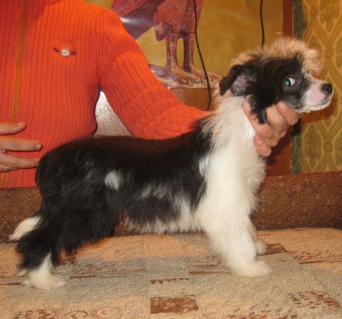 Angel O' Check Morskaya Deva.