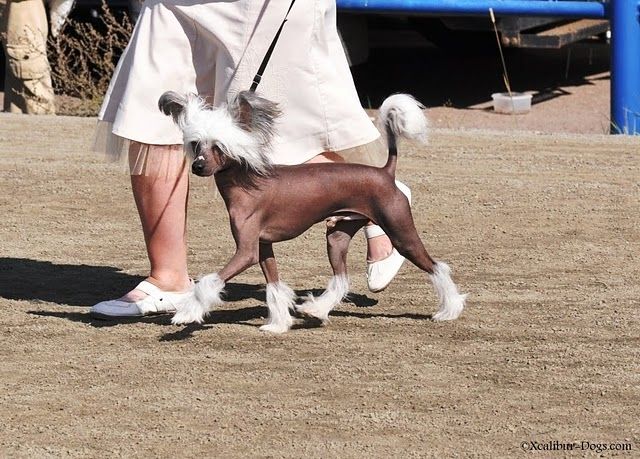 Zhannel's Snap Crackle Pop