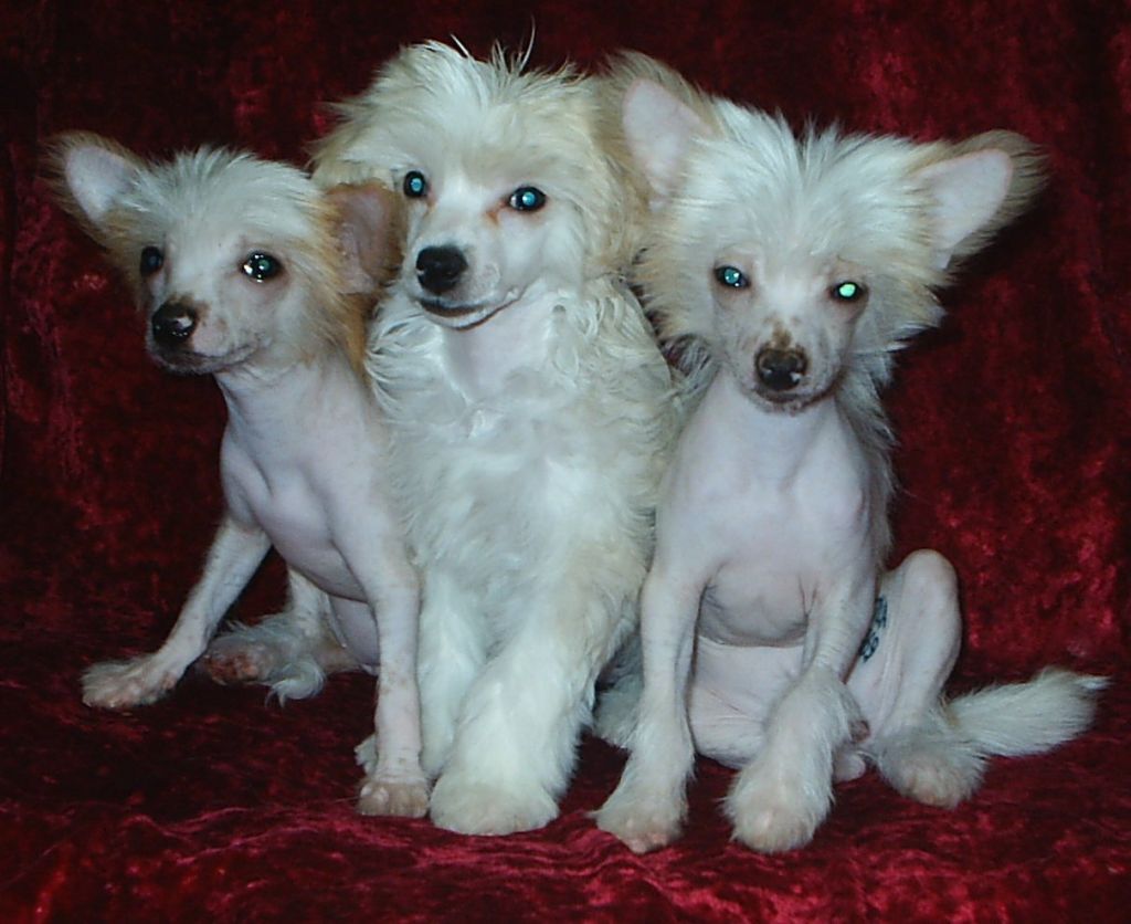 Nyu Art Yegoza Voistinu Chudo