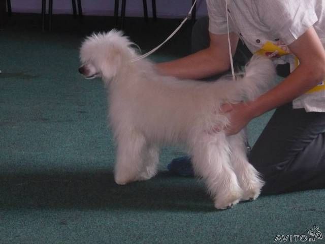 Nyu Art Yezhik Bogatyi i Znamenityi