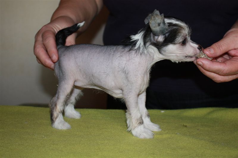 Zhannel's Spit' N Polished