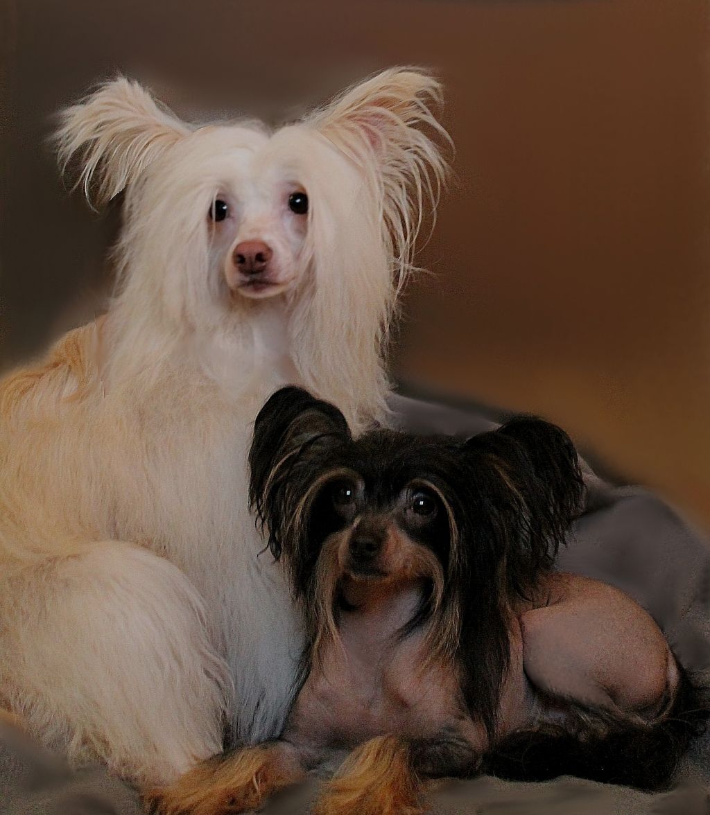 Cira-Bella vom Feenmond