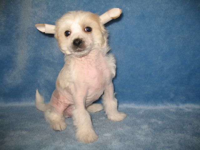 Like You Vita King Size