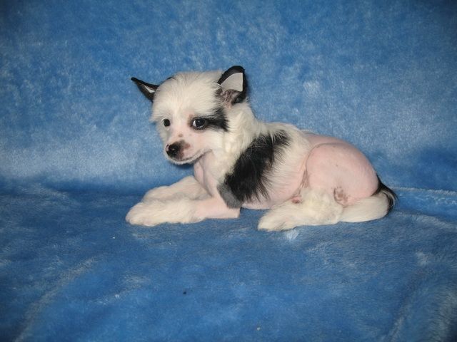 Like You Vita Kind of Magic