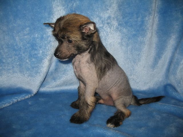 Like You Vita Kinder Surpriz