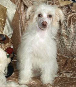 Charming Chico vom Feenmond