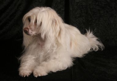 Little Hobbits'Celandine Brandybock