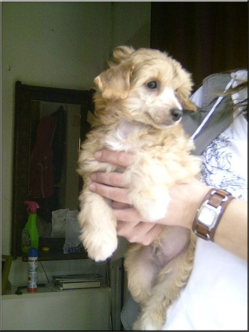 Azeem vom siebten Himmel