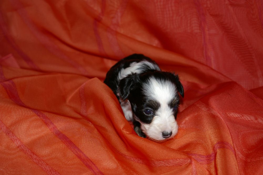 Batseeba vom siebten Himmel
