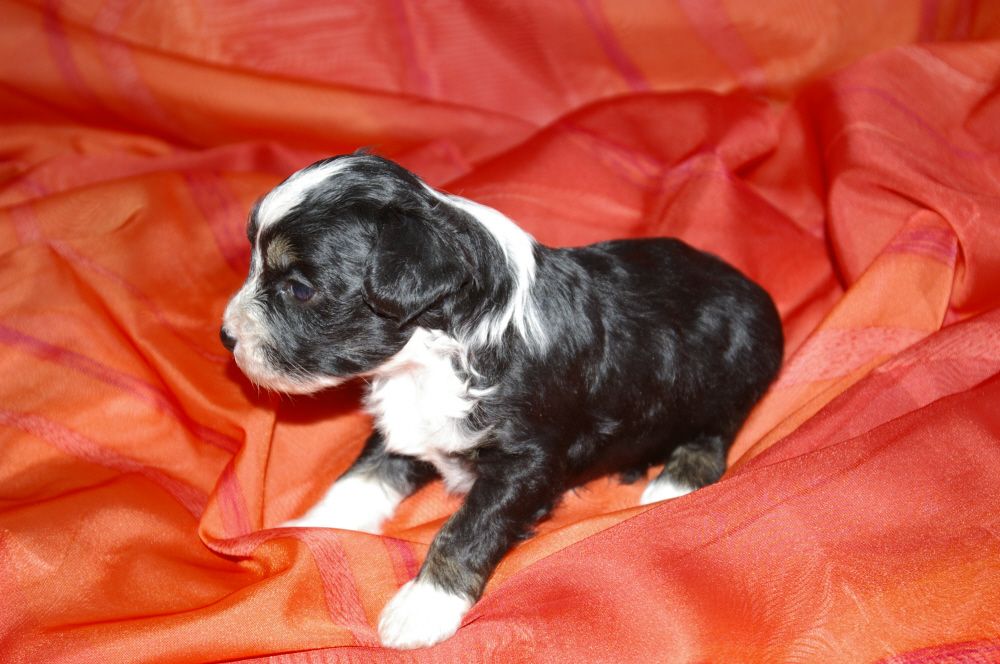 Baby Lilly vom siebten Himmel