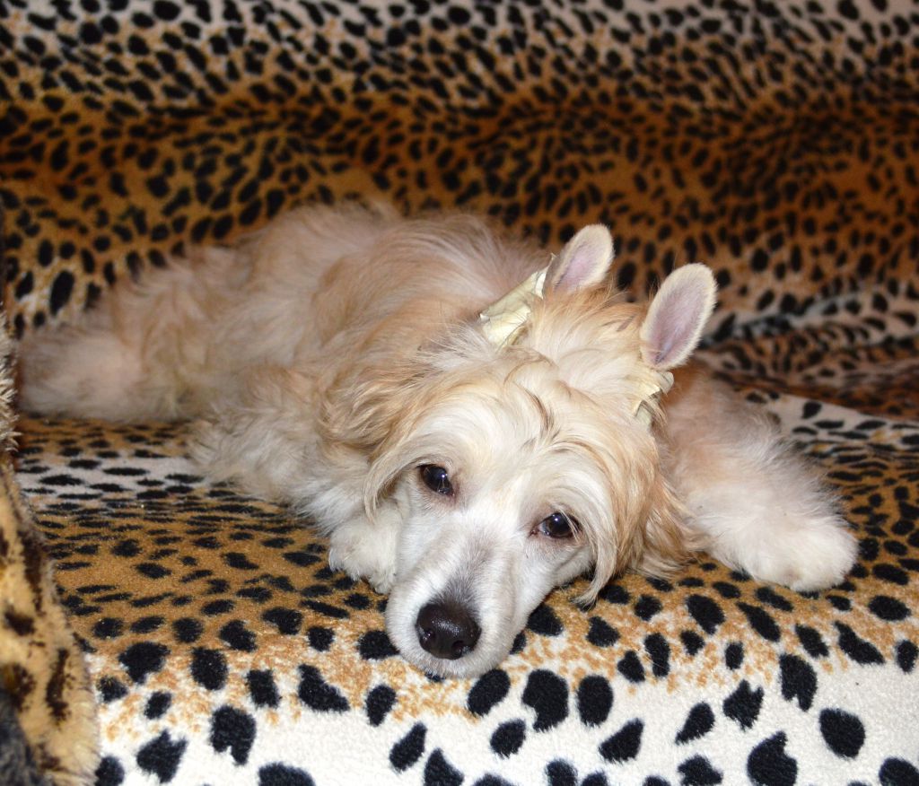 Glame And Shine von Shinbashi