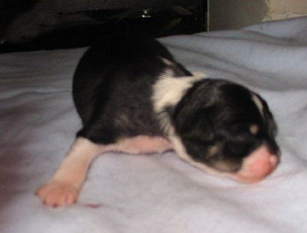 Keaira v. Galeswintha