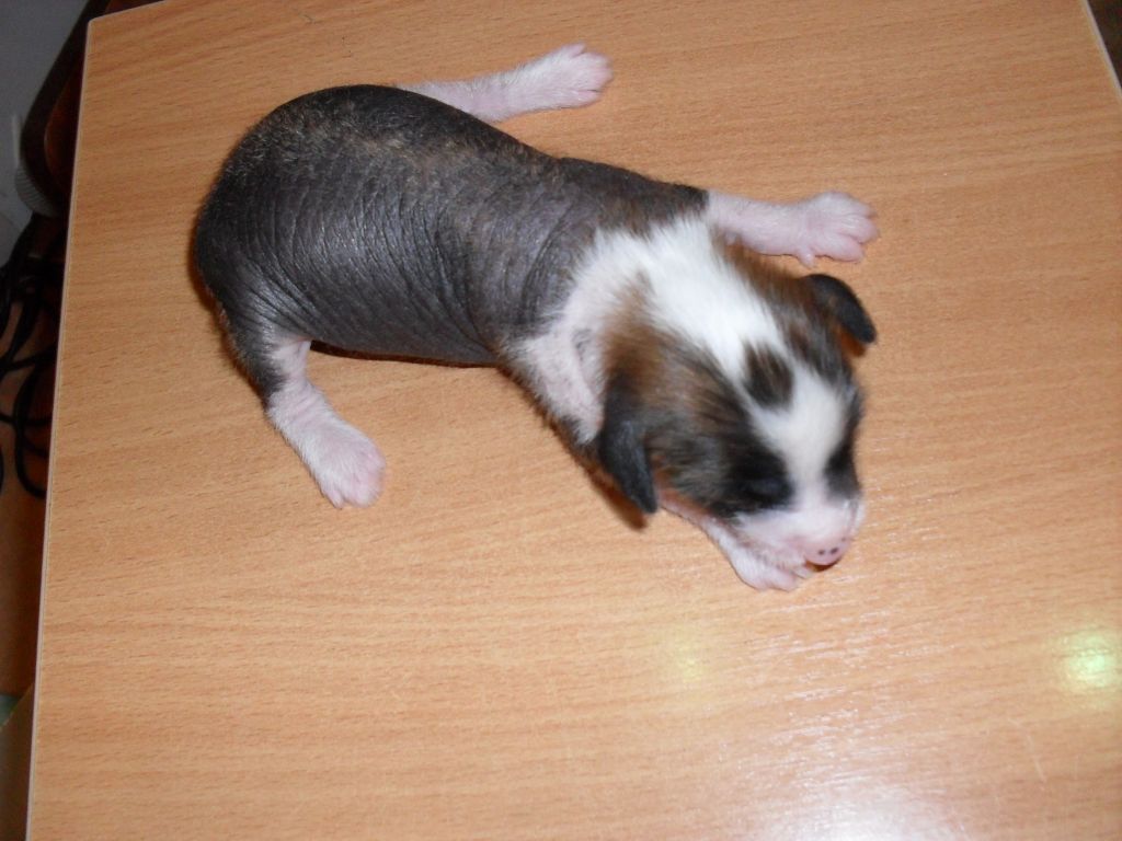 Kristal Yaniry Iagle In Flight