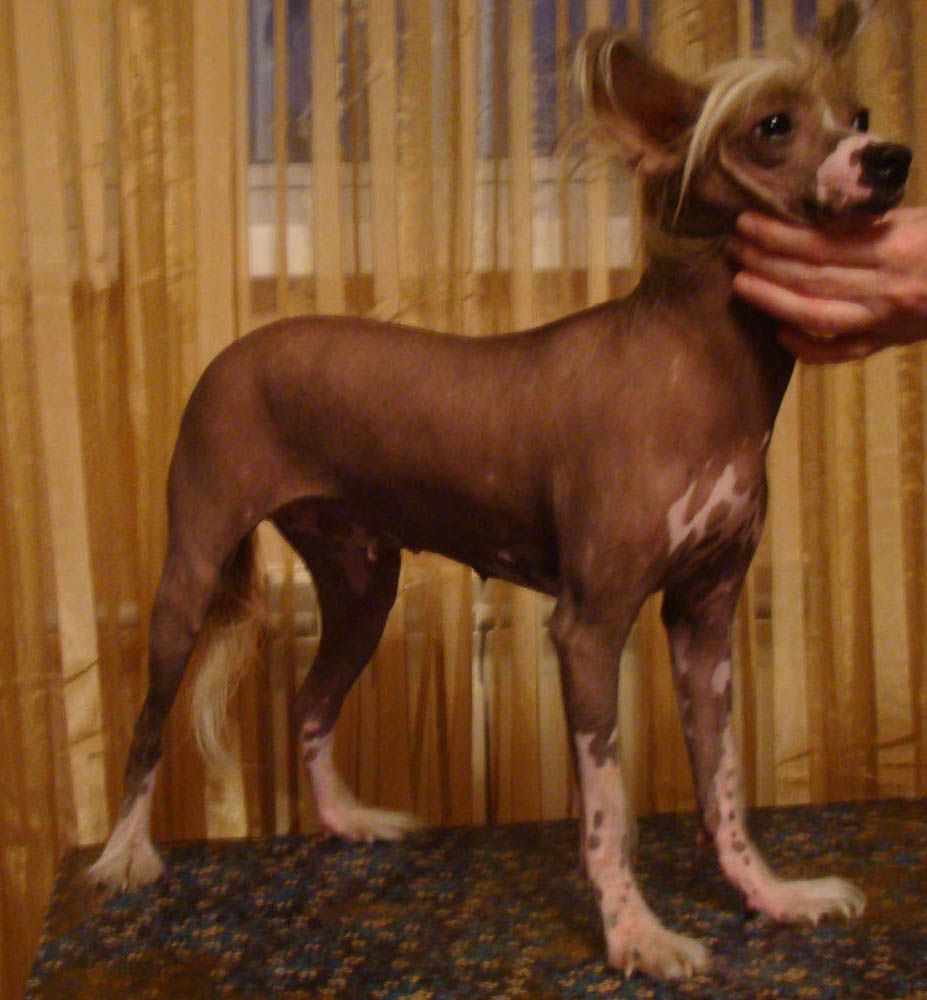 Izabel Chernaya Koroleva