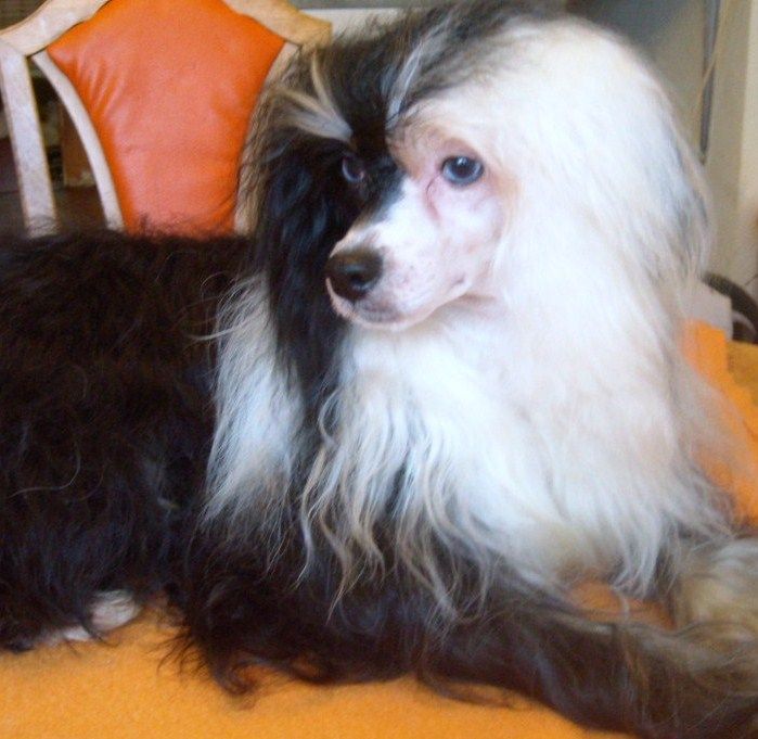 Mstical Little Boy Blue