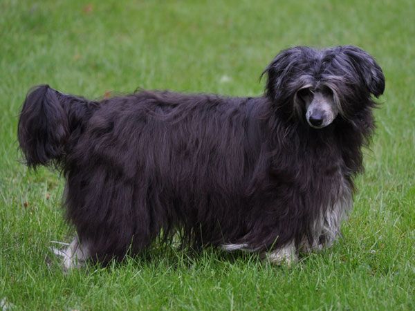 Xodix Dancing Flower