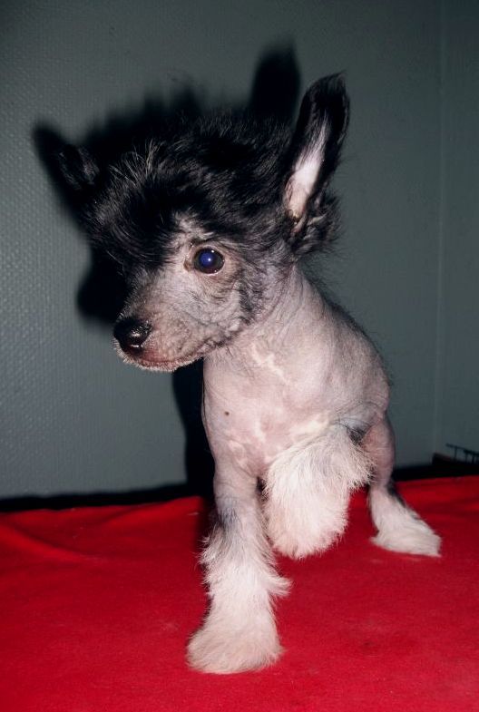 Be My Dog's New Value