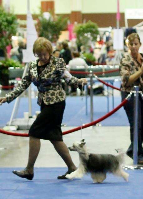 CH GCH Gemstone Wudnshu Talladega