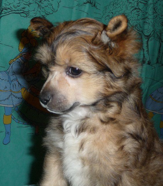 Olegro Katrin Absolute Knight In Bronze 