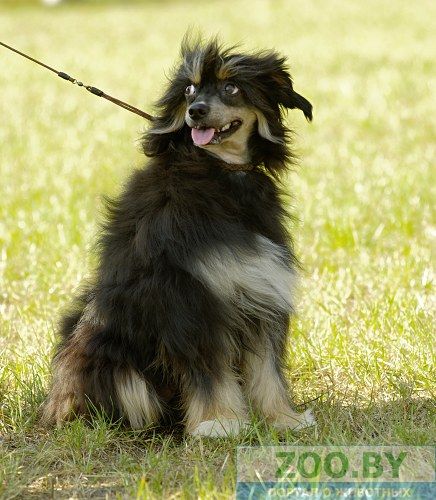 Efim King Dogs Bonus Westtai