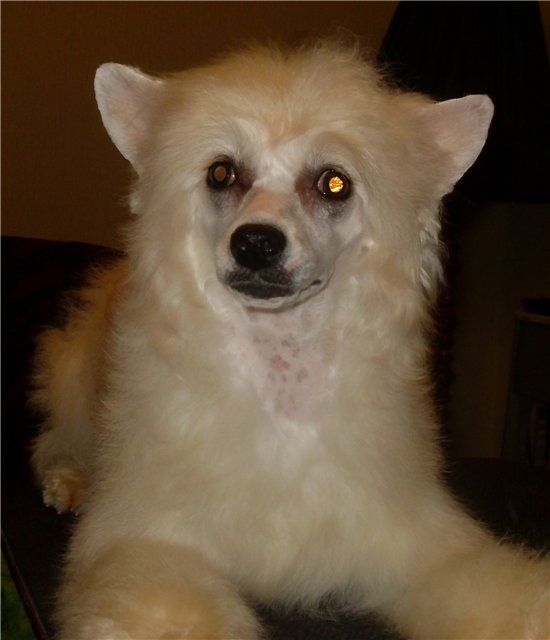 Fancy Style Pensilvania