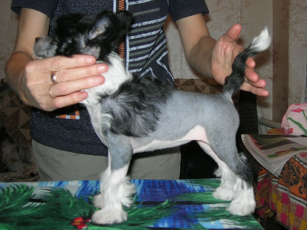 Rovanni Djekattolo Olsi Blackberry