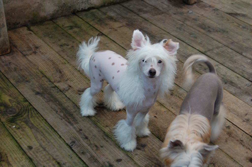 zucci pinch of spice