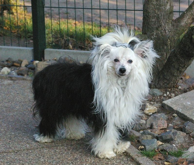 Mstical Blue Magic Pearl