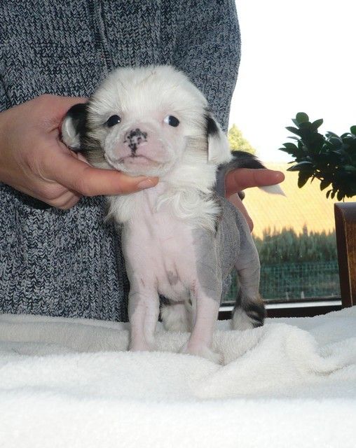 Igor Lord of the Dragon