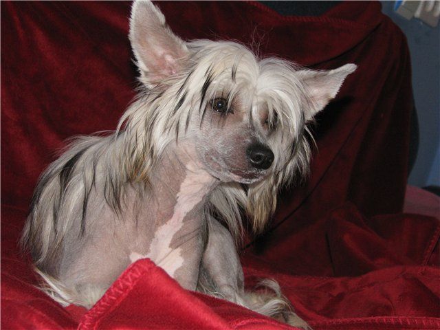 Olimpia Blistatelnaya Pobeda