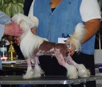 Siempre DeLante  de Best Minodora