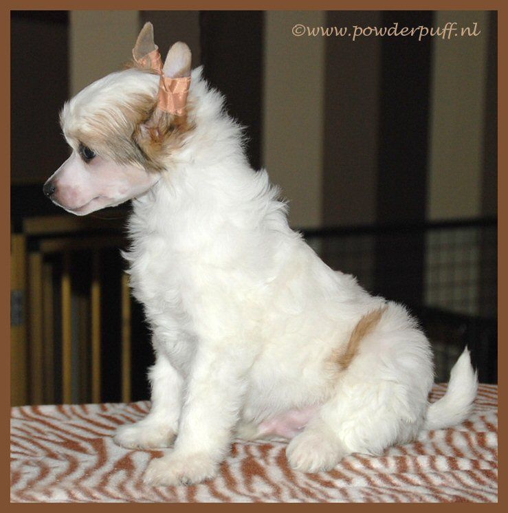 Light In The Dark of Roxy's Pride