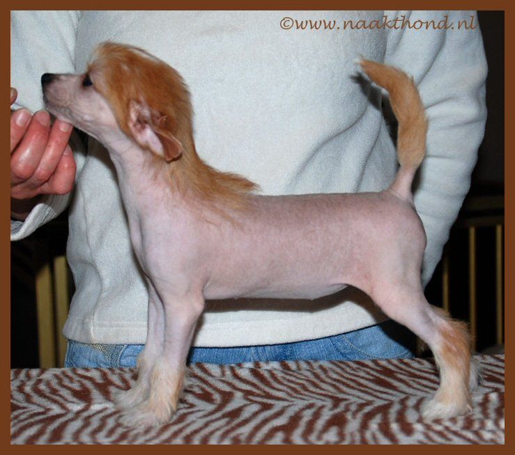 Into the Spotlights of Roxy's Pride