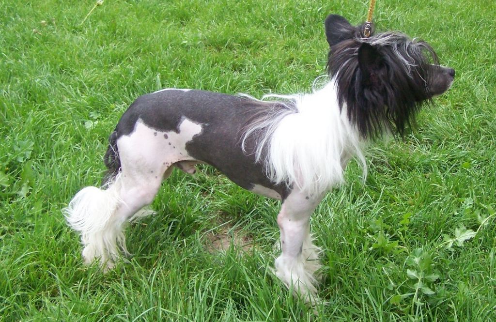 Diamant-Karrel Gold Anet