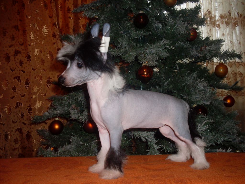 Dylana-Kimberly Gold Anet